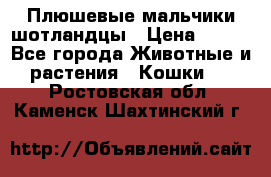Плюшевые мальчики шотландцы › Цена ­ 500 - Все города Животные и растения » Кошки   . Ростовская обл.,Каменск-Шахтинский г.